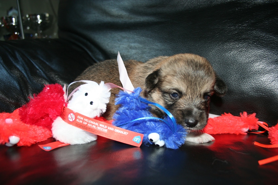 Puppies